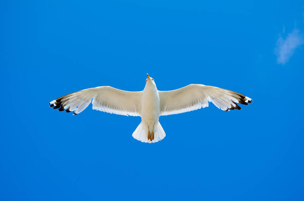 біла чайка літає на блакитне небо
. - Фото, зображення