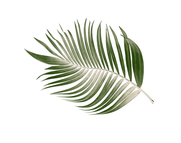 Feuille verte de palmier sur fond blanc - Photo, image