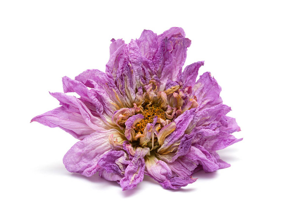 faded pink peony or paeonia lactiflora on white background - Photo, Image