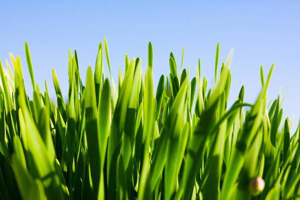 Green grass against blue sky - Fotó, kép