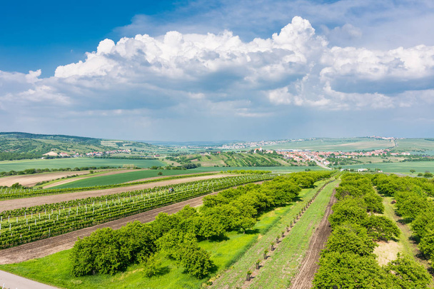 South Moravia, Czech republic: Vineyard fields on agriculture land. Countryside meadow, vineyard plant and beautiful landscape near small village. Summer and blue sky with nice clouds - Photo, Image