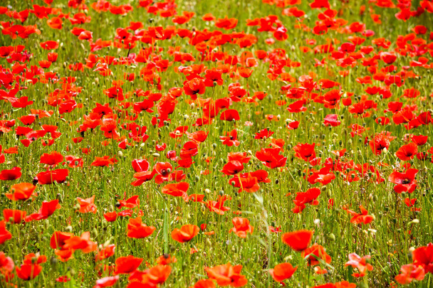 Beautiful red poppies field. - Foto, Bild