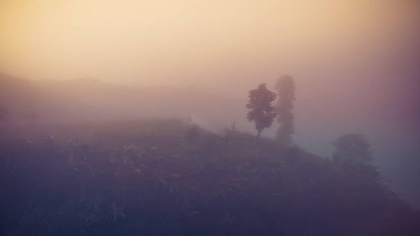 Ландшафт лісу і гір серед туману
 - Фото, зображення