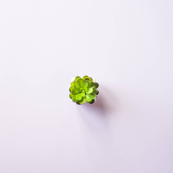 A small succulent plant stands on a purple background. Minimalism. Top view, flat lay - Photo, Image