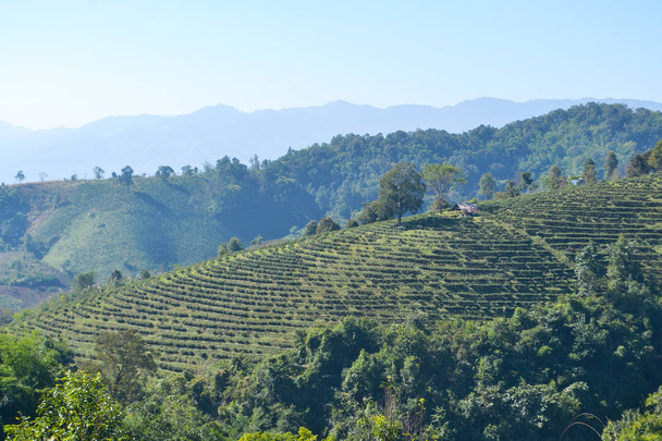 Paesaggio di piantagione di tè piantato sulla montagna
 - Foto, immagini