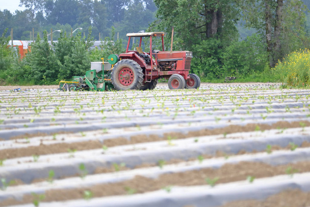 Προβολή προφίλ ενός ελκυστήρα με μια πλαστική γλάστρα. Αγροτικά μηχανήματα που επιτρέπουν στον γεωργό να φυτέψει καλαμπόκι με διάτρηση πλαστικού που τοποθετείται στο πάνω έδαφος.  - Φωτογραφία, εικόνα