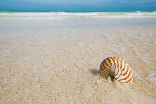 nautilus sea shell on golden sand beach with waves in soft sun light - Photo, Image