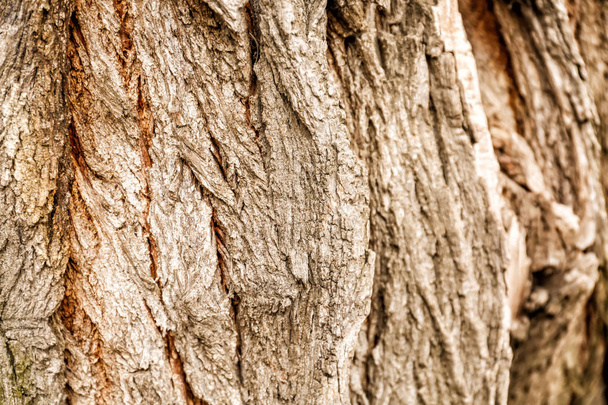 Corteza de árbol, primer plano
 - Foto, imagen