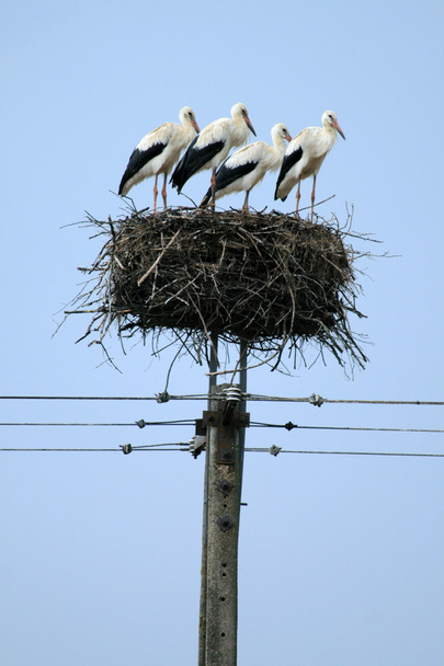 La famille des cigognes dans le nid - Photo, image