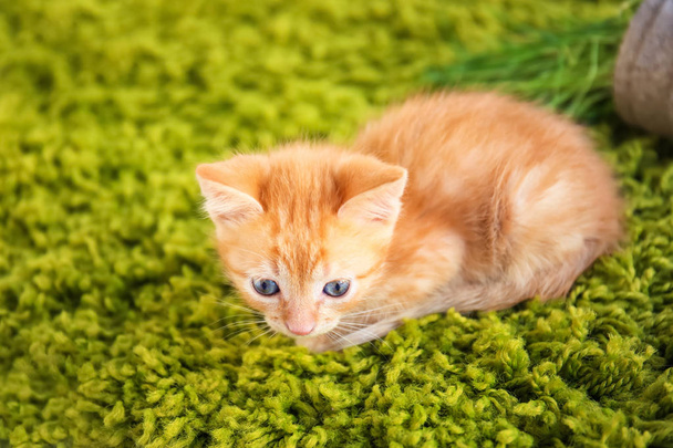 Funny kitten lying on green carpet indoors - Photo, Image
