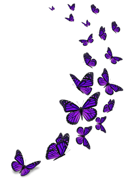 Güzel mor beyaz arka plan üzerinde izole kelebek monarch. - Fotoğraf, Görsel