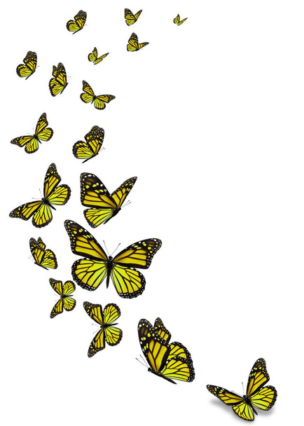 Borboleta monarca amarela bonita isolada no fundo branco
. - Foto, Imagem