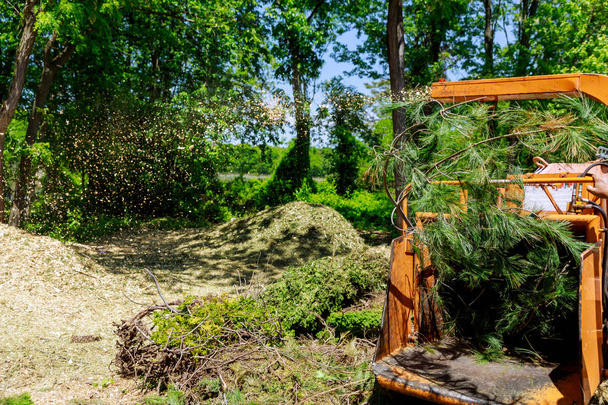 Broyeur de troncs de peuplier pour devenir broyeur à copeaux soufflant des branches d'arbres coupées
 - Photo, image