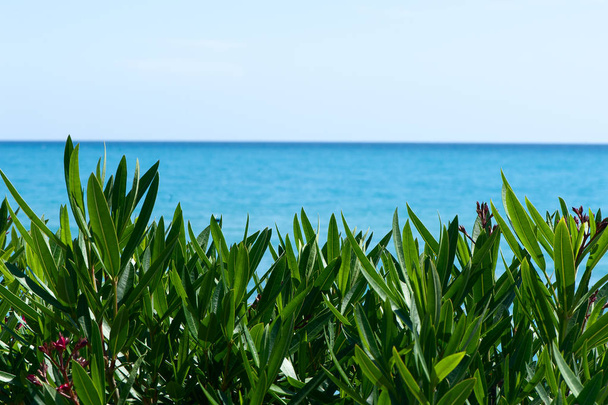 Frame, background, tropical leaves and blue sea, space for text. Theme of vacation, recreation, the sea - Foto, afbeelding