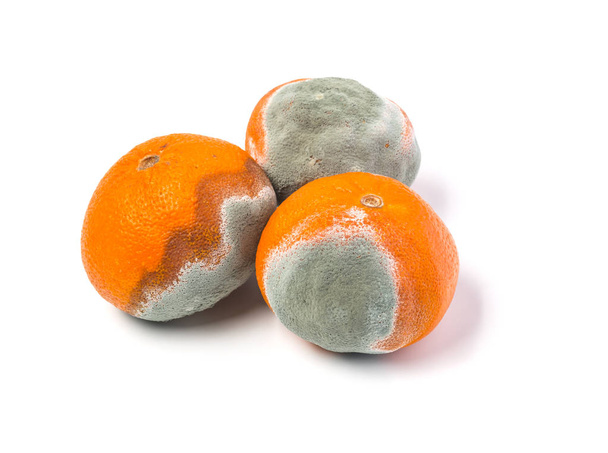 verschimmelte Mandarine auf weißem Hintergrund isoliert - Foto, Bild
