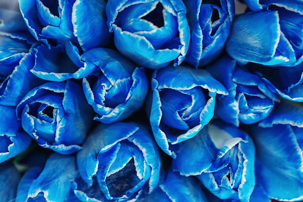 Piękne błękitne tulipany, zbliżenie - Zdjęcie, obraz