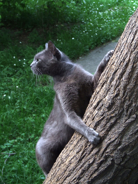 Kissa - Valokuva, kuva