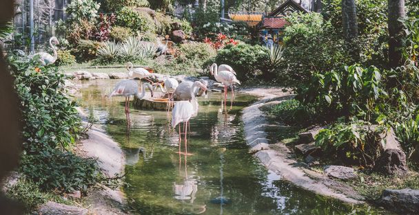  flamingo near water in the zoo.  breeding and life of flamingos in captivity. - Photo, Image