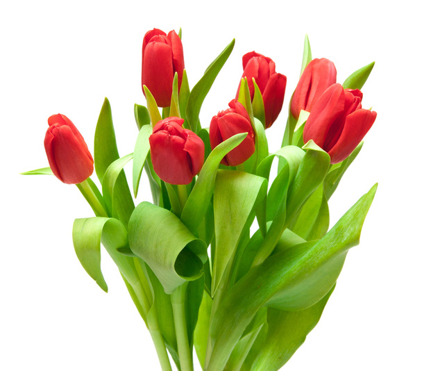 tulips - Foto, Bild