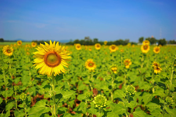 piękno słoneczniki pola z błękitnego nieba - Zdjęcie, obraz
