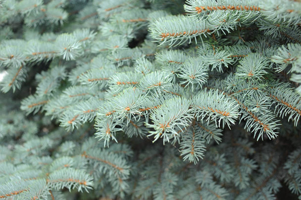 Pine bladeren, gebruiken als achtergrond - Foto, afbeelding