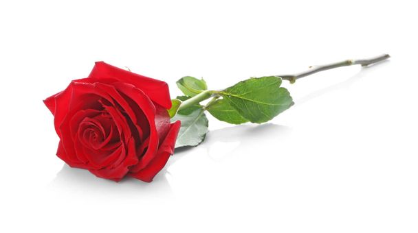 Beautiful rose on white background - Foto, Imagen