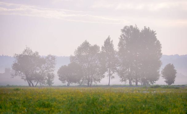 Красивий пейзаж зеленого лугу з квітами папороті. Рано вранці на полі
 - Фото, зображення