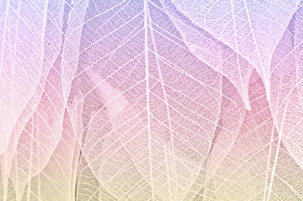 getrocknete Blätter Hintergrund, Verwendung als Tapete - Foto, Bild