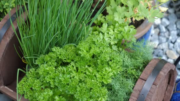 Erbe aromatiche da cucina in giardino, erba cipollina, prezzemolo, aneto, in una piccola botte di legno
 - Filmati, video
