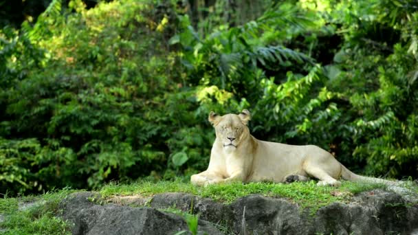 Lion relaxuje na travnaté ploše - Záběry, video