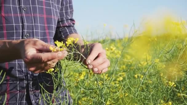 Farmer examining rapeseed blooming plants - Felvétel, videó