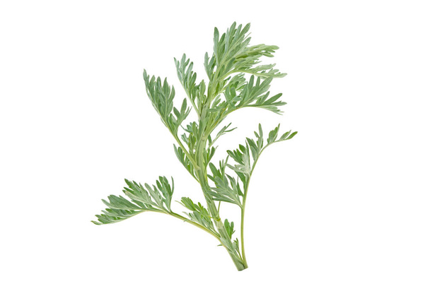 medicinal plant of wormwood on white background - Valokuva, kuva
