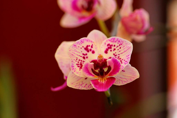 Красивый цветок орхидеи в тропическом саду
 - Фото, изображение