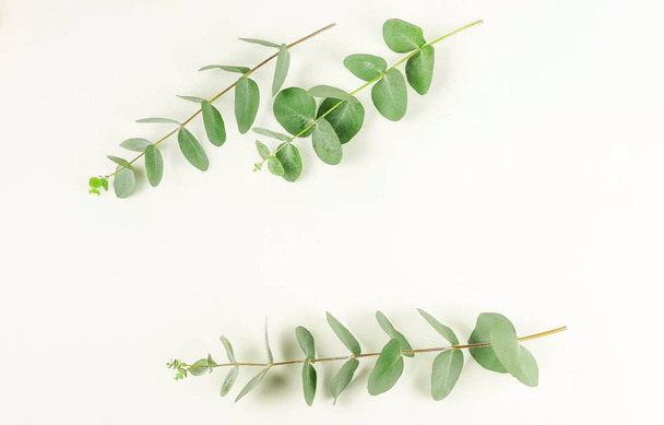 green eucalyptus branches on a white background.abstract. top view.copy space - Foto, Bild