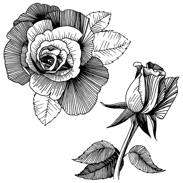 Vector roses. Floral botanical flower. Wild spring leaf wildflower isolated. Vector wildflower for background, texture, wrapper pattern, frame or border. - Vector, Imagen