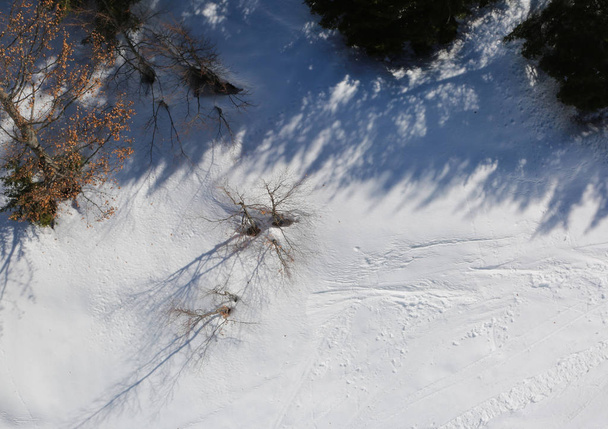 Aerial view of the forest in winter - Photo, Image