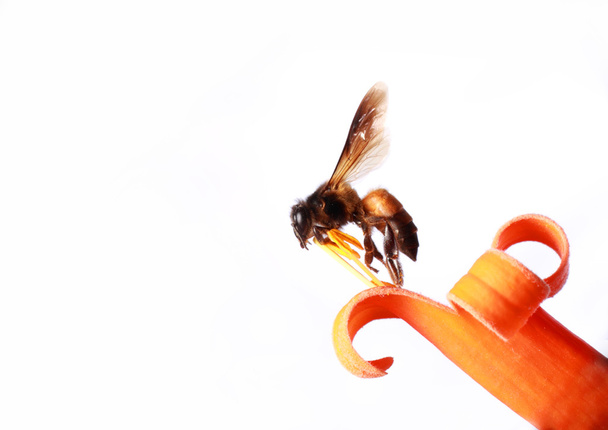 pszczoły miodnej - Zdjęcie, obraz