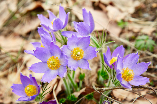 Březen fialové květy s žlutým jádrem vyrůstající v loňském roce zeleň - Fotografie, Obrázek