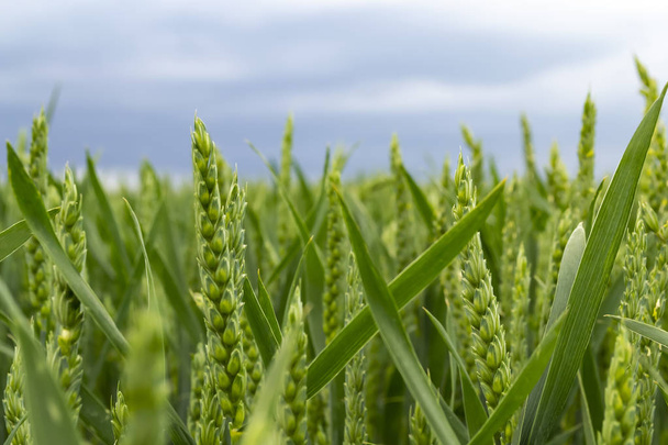 Green crescente campo di grano e giornata di sole. Orecchie di grano verde macro foto con sfondo sfocato
. - Foto, immagini