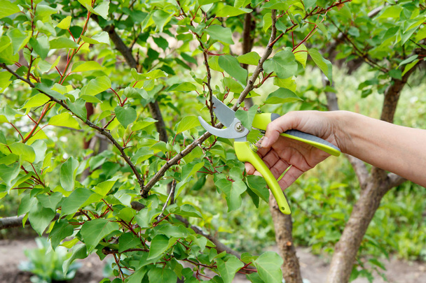 Naispuutarhuri huolehtii puutarhasta. Kevät karsiminen hedelmäpuu. Nainen oksasakset kärjet aprikoosi puu
 - Valokuva, kuva