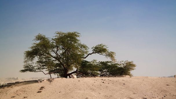Árbol legendario de la vida en el desierto de Bahrein
 - Foto, imagen
