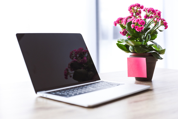 Съемка ноутбука крупным планом с чистым экраном и цветами в банке с пустым постом за столом
  - Фото, изображение