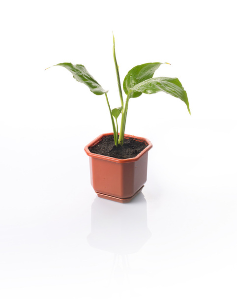 House plant Spathiphyllum - Photo, Image