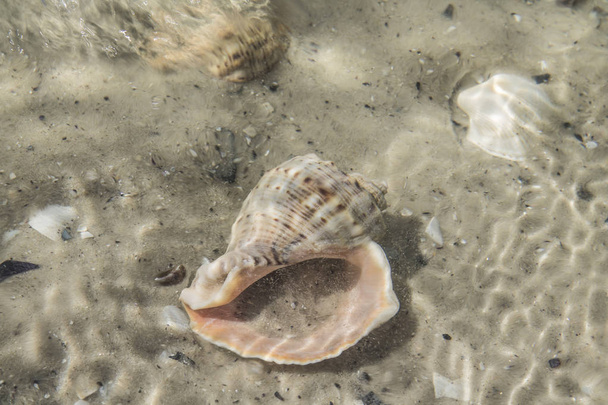 A onda rola na areia. Conchas debaixo de água. A onda lavada em terra conchas close-up vista
 - Foto, Imagem