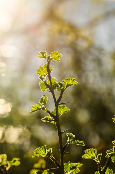 Springtime with a fresh growing thorny gooseberry twig in backlight - Photo, Image
