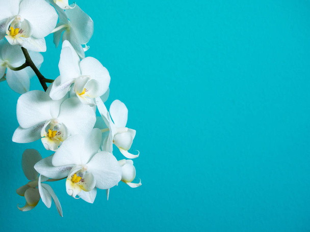 Biała orchidea falanopsis na niebieskim tle z miejsca kopiowania - Zdjęcie, obraz