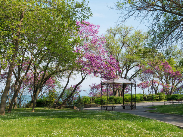 trees and grass in spring park - Photo, Image