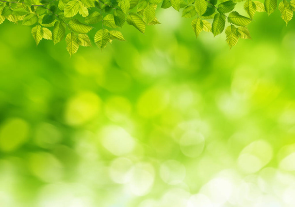 Fondo natural con hojas verdes
 - Foto, imagen