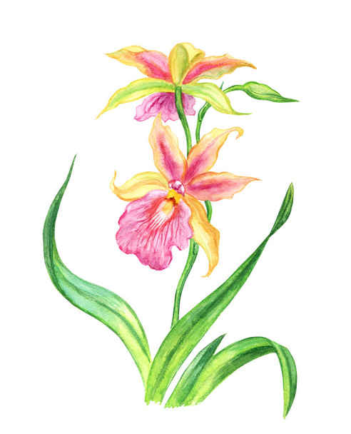 Yellow-pink orchid Oncidium, watercolor drawing on white background, isolated. - Valokuva, kuva