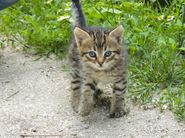 Милий маленький кошеня, що стоїть на зеленій траві
 - Фото, зображення